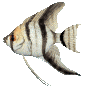 angelfish304.gif
